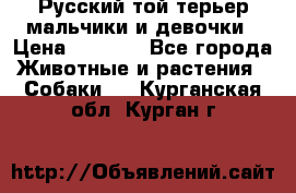 Русский той-терьер мальчики и девочки › Цена ­ 8 000 - Все города Животные и растения » Собаки   . Курганская обл.,Курган г.